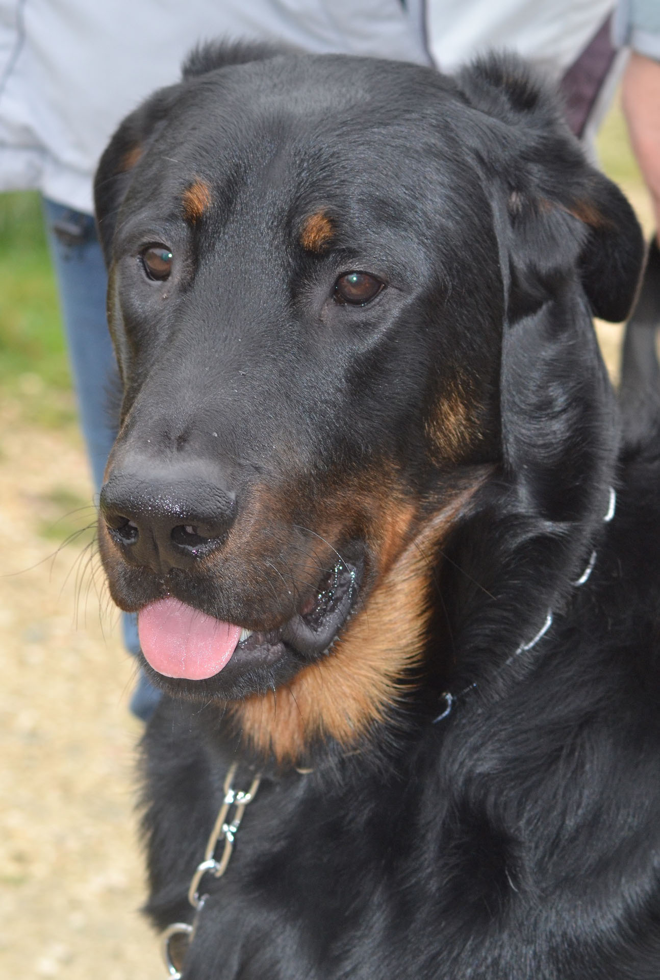 domainedelalicorne.fr photo chien beauceron photo chiot beauceron Elevage de beauceron chiot beauceron pure race élevage du clos de la licorne elevage des gardiens de la licorne elevage beauceron noir et feu authentique gros gabarits élevage de Beauceron familial sérieux et qualité domainedelalicorne.fr suivi des chiots conseil d’éducation chiot propre bas rouge santé caractère spécialiste du beauceron noir et feu ou arlequin chien rustique berger de France  nos chiots sont élevés avec amour et attention notre passion au service de la qualité Beauceron de qualité et sportif domaine de la licorne 04380 BARRAS élevage en liberté éleveur berger de beauce élevage de beauceron de travail 06 11 20 51 93 site domainedelalicorne.fr mail domainedelalicorne@gmail.com